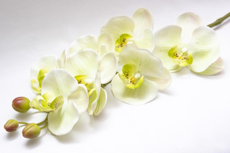 Квітка декор. гілка DEVILON Орхідея біла 72см 630324