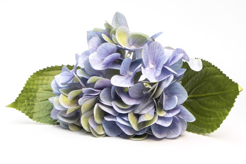 Цветок декор. ветка DEVILON Гортензия 42см голубая 630614