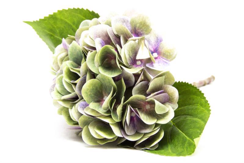 Квітка декор. гілка DEVILON Гортензія 42см зелено-фіолетова 630577