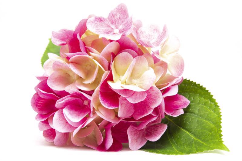 Цветок декор. ветка DEVILON Гортензия 42см ярко розовая 630584